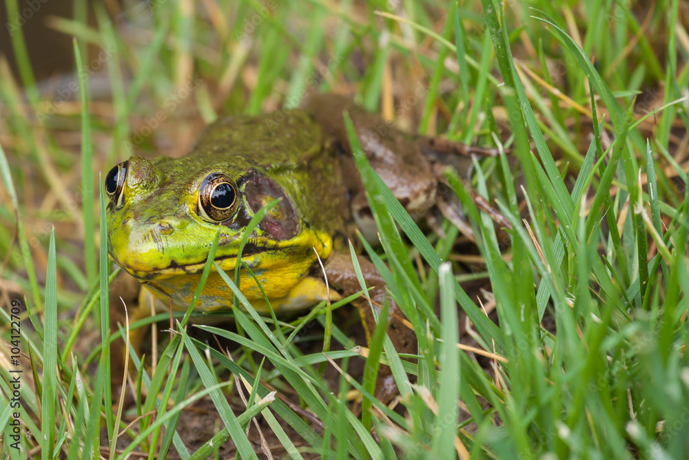 Obraz premium Green Frog