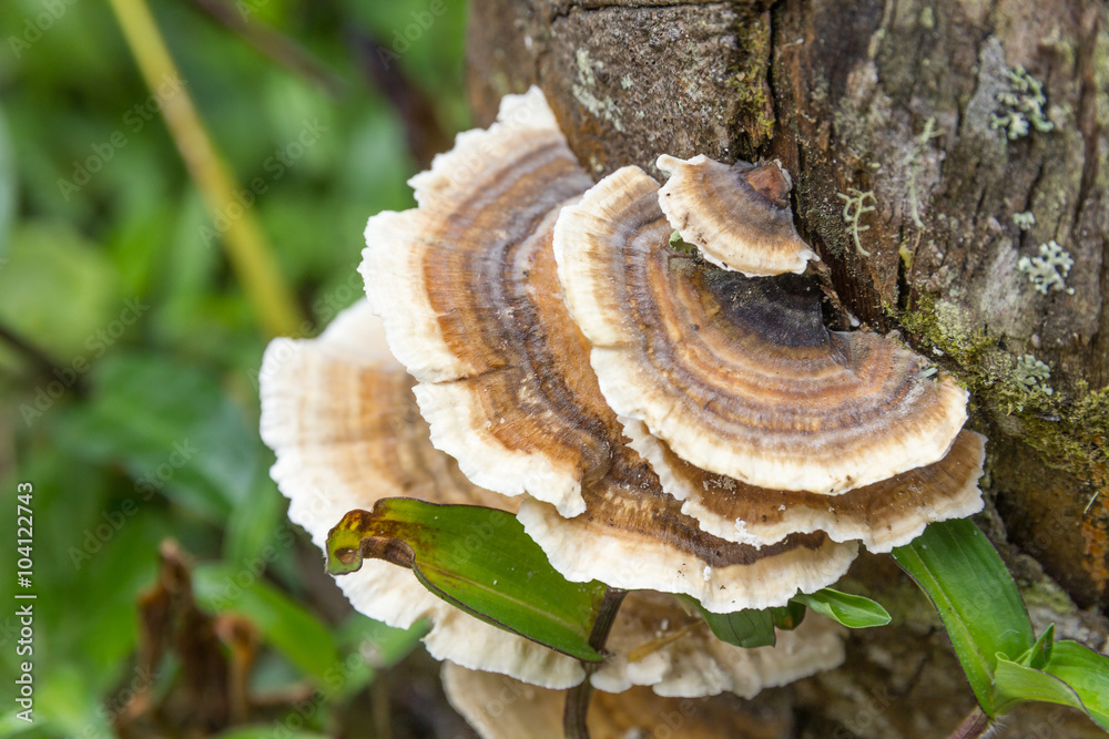 circular mushroom hanging on a tree circular mushroom hanging on a tree