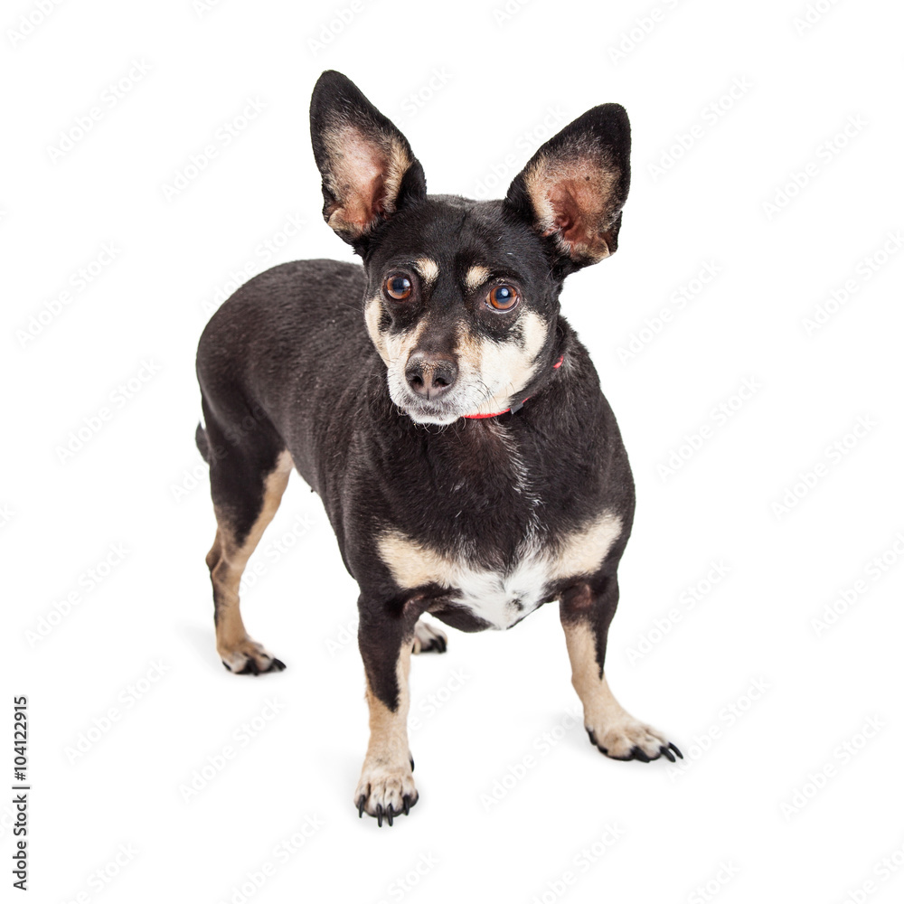 Little Mixed Breed Dog With Big Ears