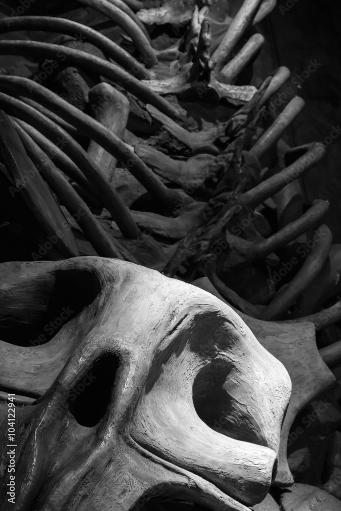 Naklejka premium fossil bones