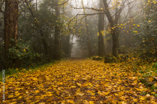 foggy florest in autumn with yellow leafs