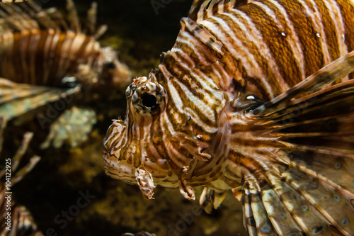 aquarium fish close up © TravisPhotoWorks