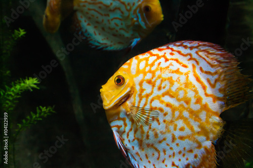 aquarium fish close up