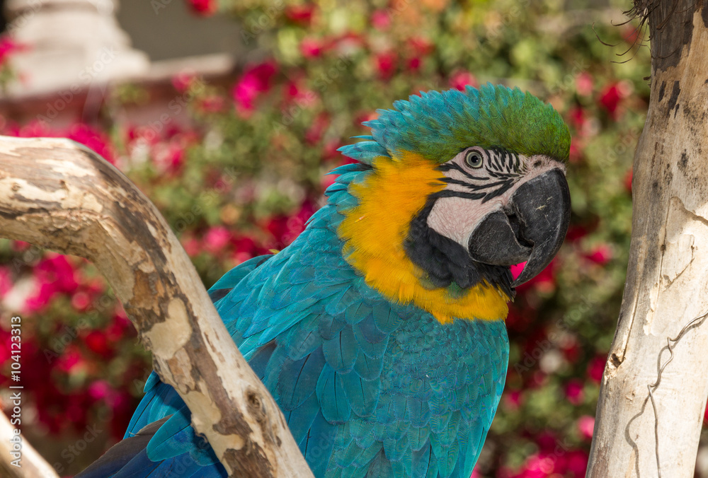 Obraz premium parrot on a tree looking aside