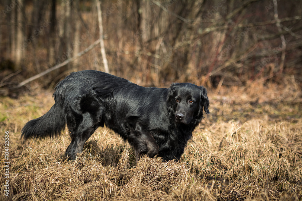 A black Newfoundland and Golden Retriever mixed-breed dog explores a swampy river edge.