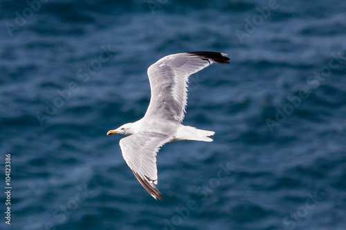 seagull flying with open wings over the ocean