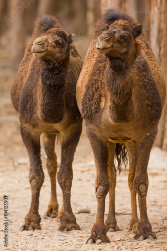 two camels standing on safari park