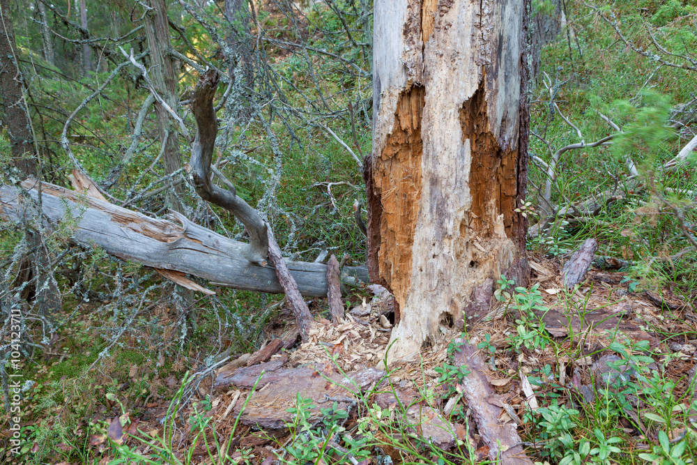 Rotten dead wood tree in forest Rotten dead wood tree in forest