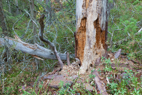 Rotten dead wood tree in forest