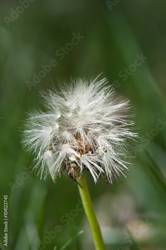 Принти на полотні Dandelion seeds