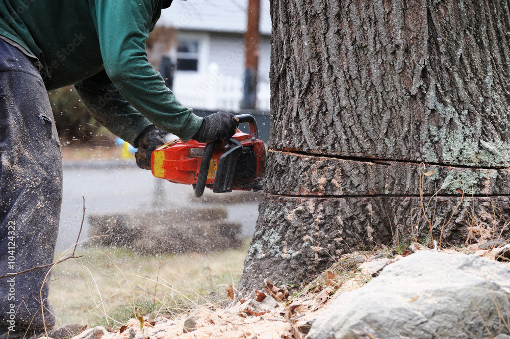 working man cutting tree trunk with chainsaw in residential area - obrazy, fototapety, plakaty 