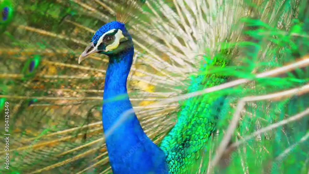 Peacock tail up with beautiful colorful and vibrant feathers moves around Peacock tail up with beautiful colorful and vibrant feathers moves around