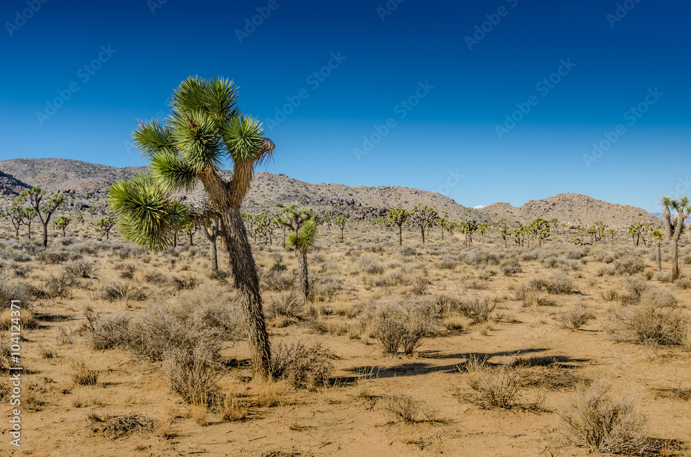 Small Joshua Tree Leaning Over