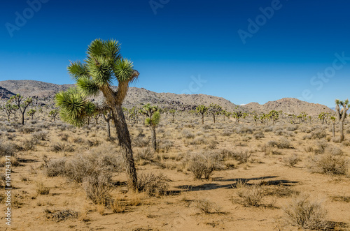 Small Joshua Tree Leaning Over