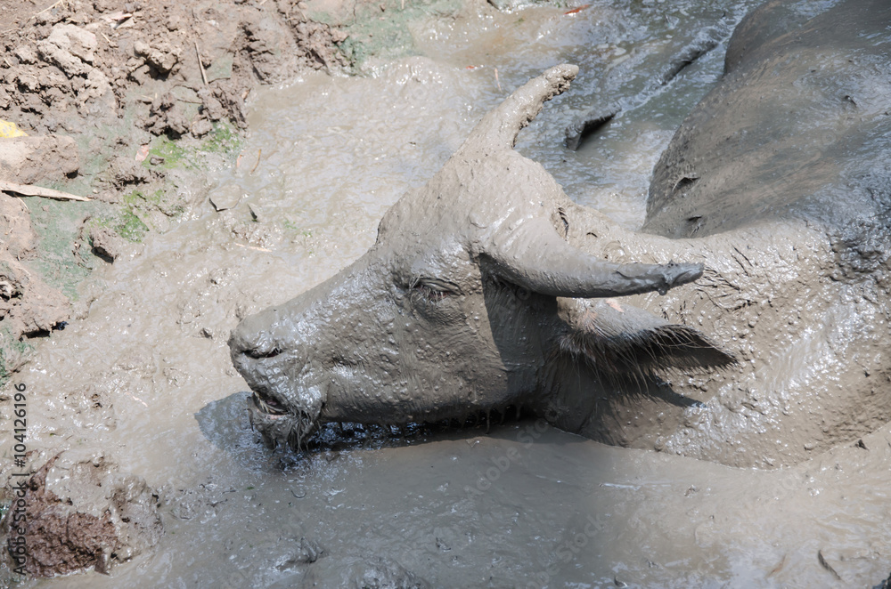 Fototapeta premium Buffalo played mud in thailand