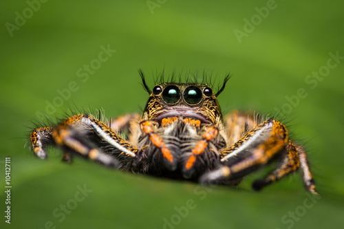 Macro of jumping spider. © lavoview