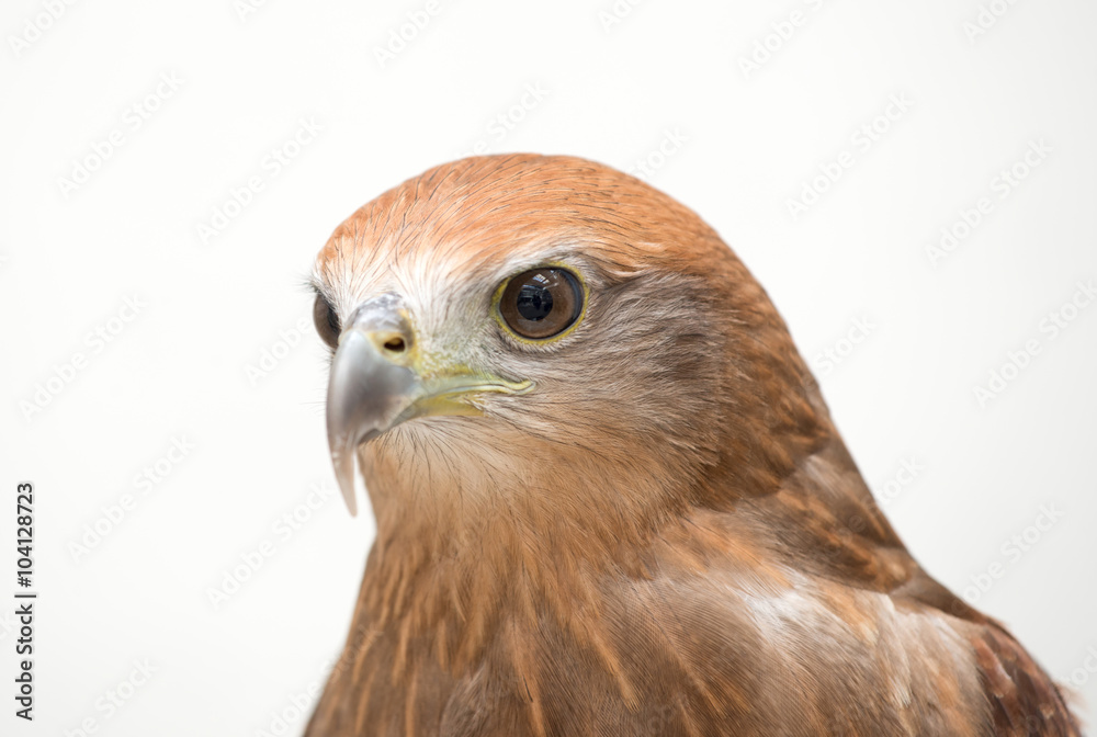 young Brahminy kite or Red-backed sea-eagle young Brahminy kite or Red-backed sea-eagle