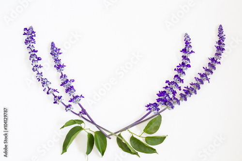 Fototapeta Naklejka Na Ścianę i Meble -  lavender flower on white background