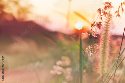 Romantic pink colour tone nature view of grass flower and sunset #104130187