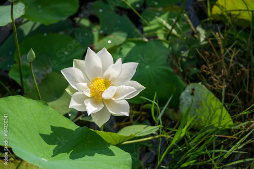 White lotus on pond.