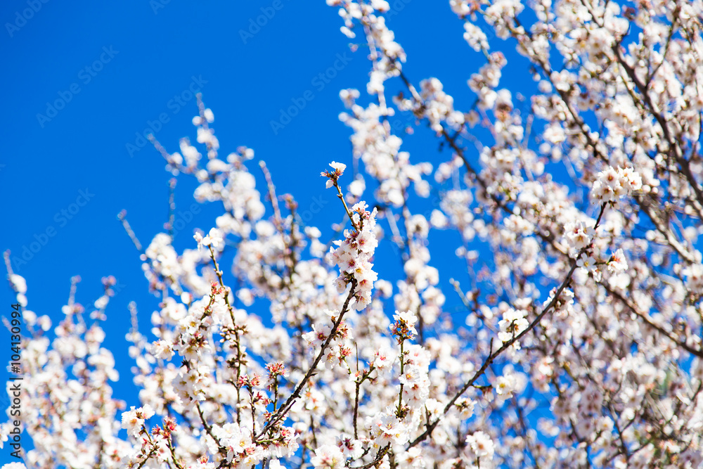 Detail of branch and almond flowers in spring. Detail of branch and almond flowers in spring.