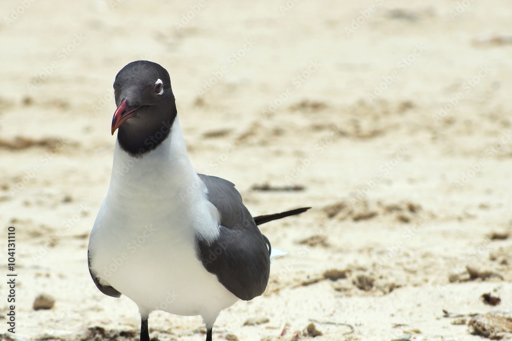 Fototapeta premium Laughing gull on sand