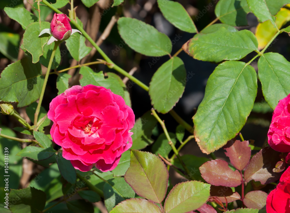 Red rose flower in garden.(Soft focus.)