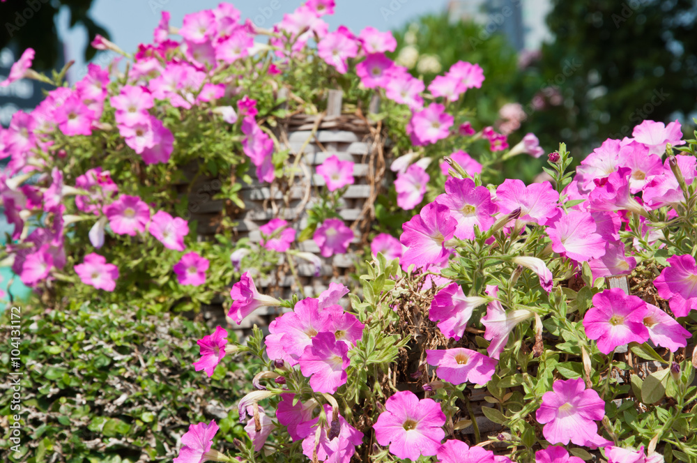 Petunia flower in garden.(Soft focus.)