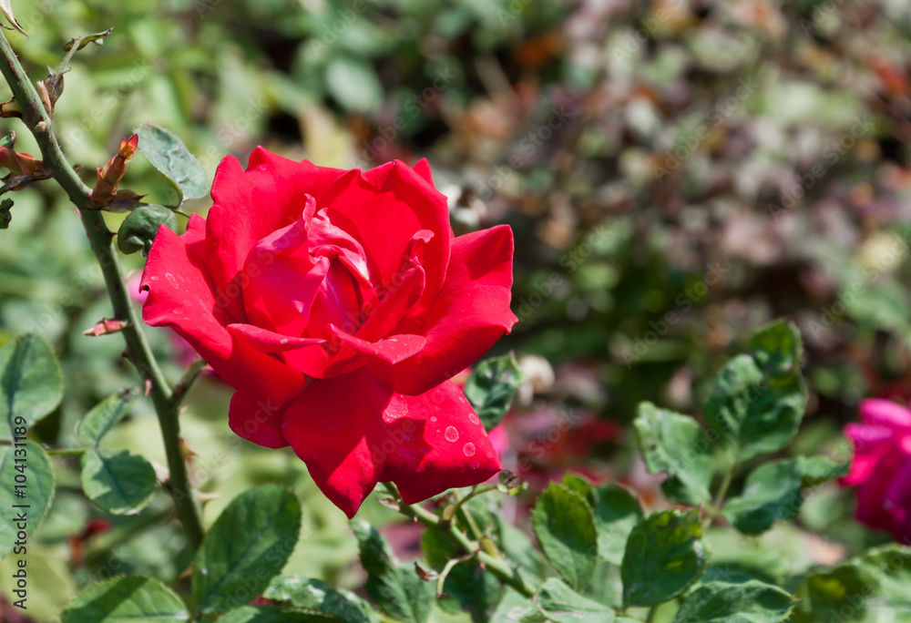 Red rose flower in garden.(Soft focus.) Red rose flower in garden.(Soft focus.)
