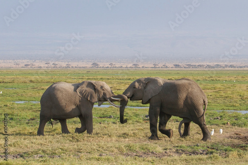 homosexuality between two male elephants in Amboseli National Park