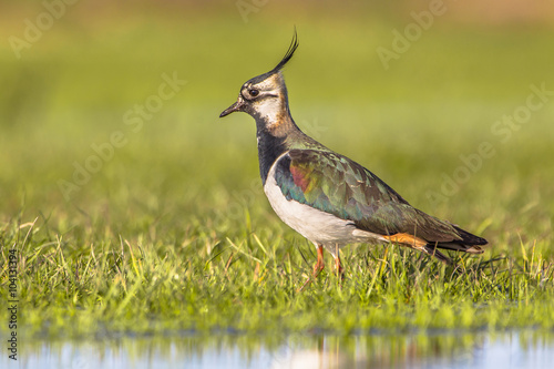 Side view Male Northern lapwing in wetland habitat photo