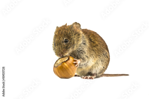 Vole eating from hazelnut