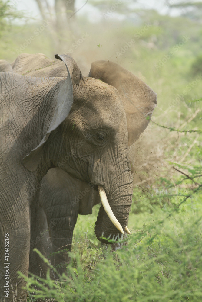 Obraz premium Elephants of Serengeti