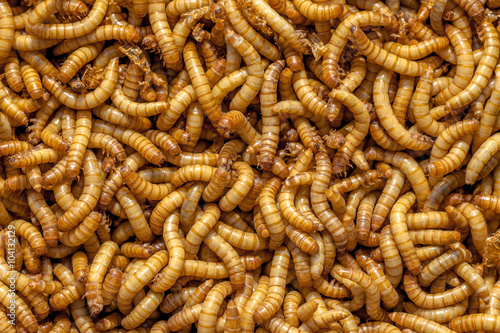 Living Mealworms © creativenature.nl