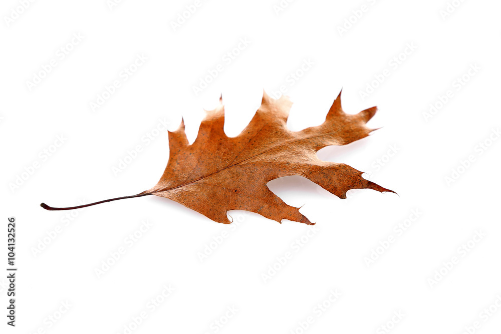 Fototapeta premium Dry leaf, isolated on white
