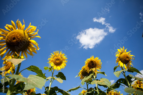 Sunflower in garden