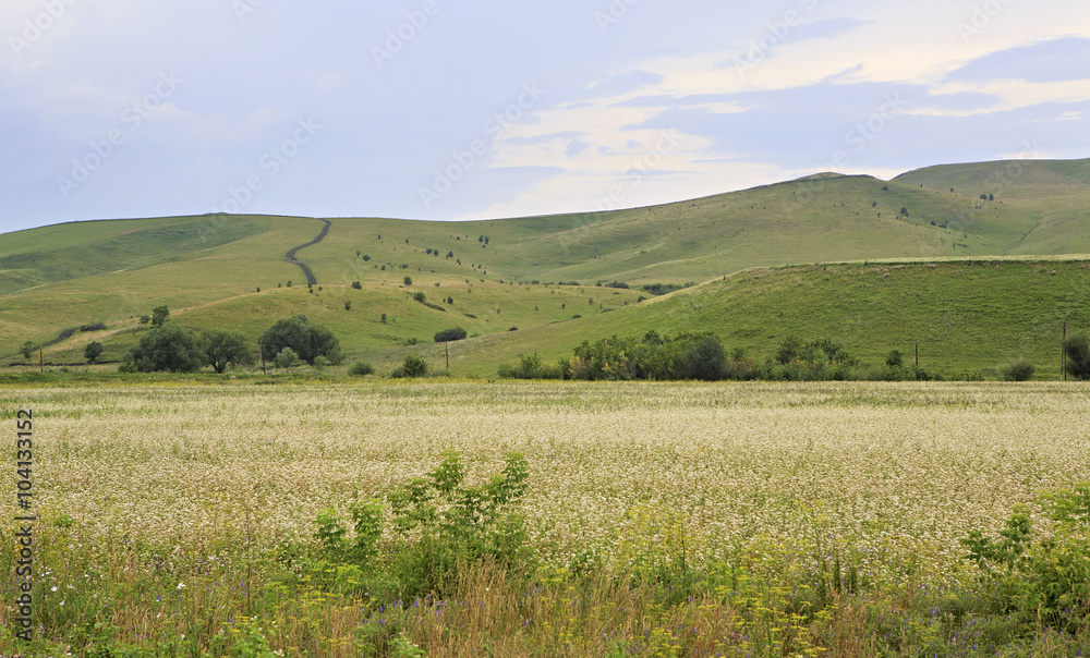 Beautiful summer field of buckwheat. 