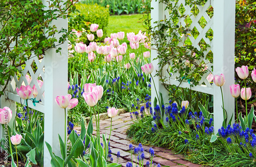 Fototapeta Naklejka Na Ścianę i Meble -  tulips and grape hyacinths in garden with white trellis and brick path