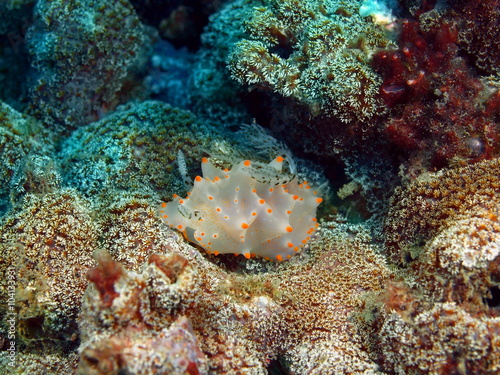 True sea slug, Island Bali © vodolaz