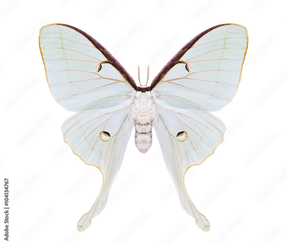 Fototapeta premium Beautiful night moth with tailed wings isolated on white