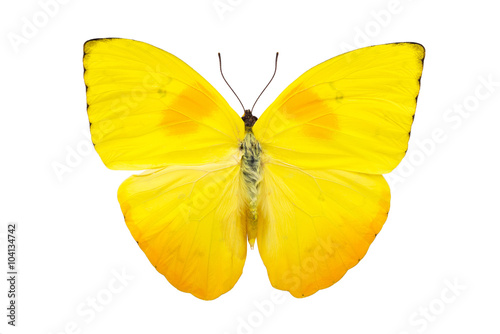 Bright yellow butterfly isolated on white background