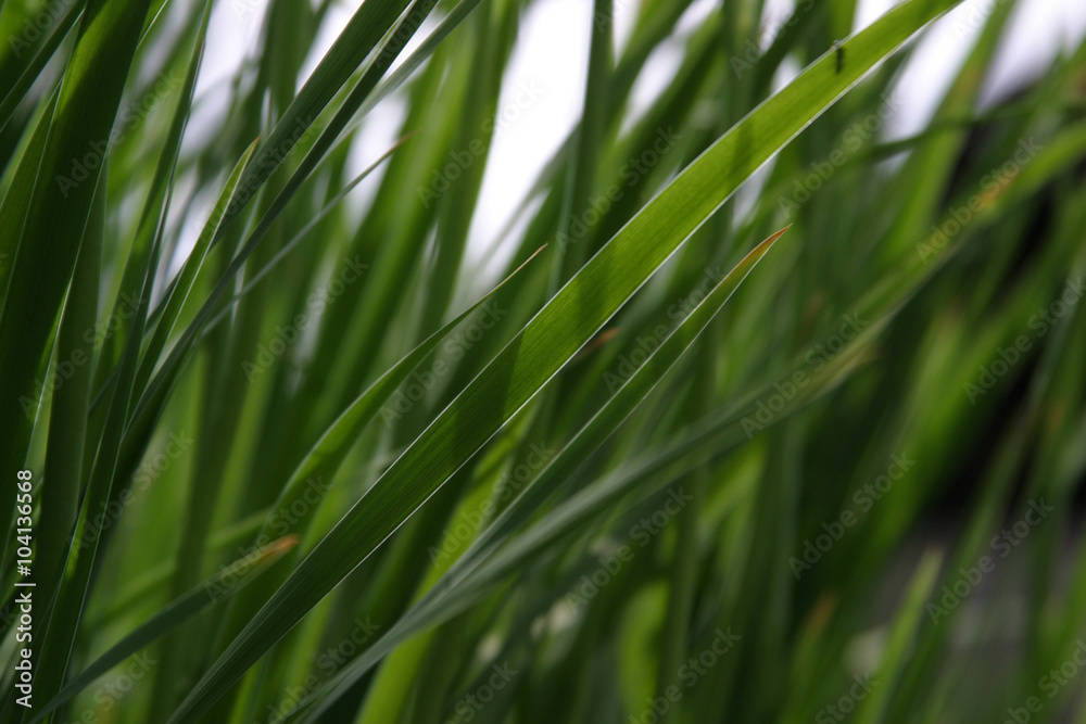 Green fresh plants grass closeup for background Green fresh plants grass closeup for background
