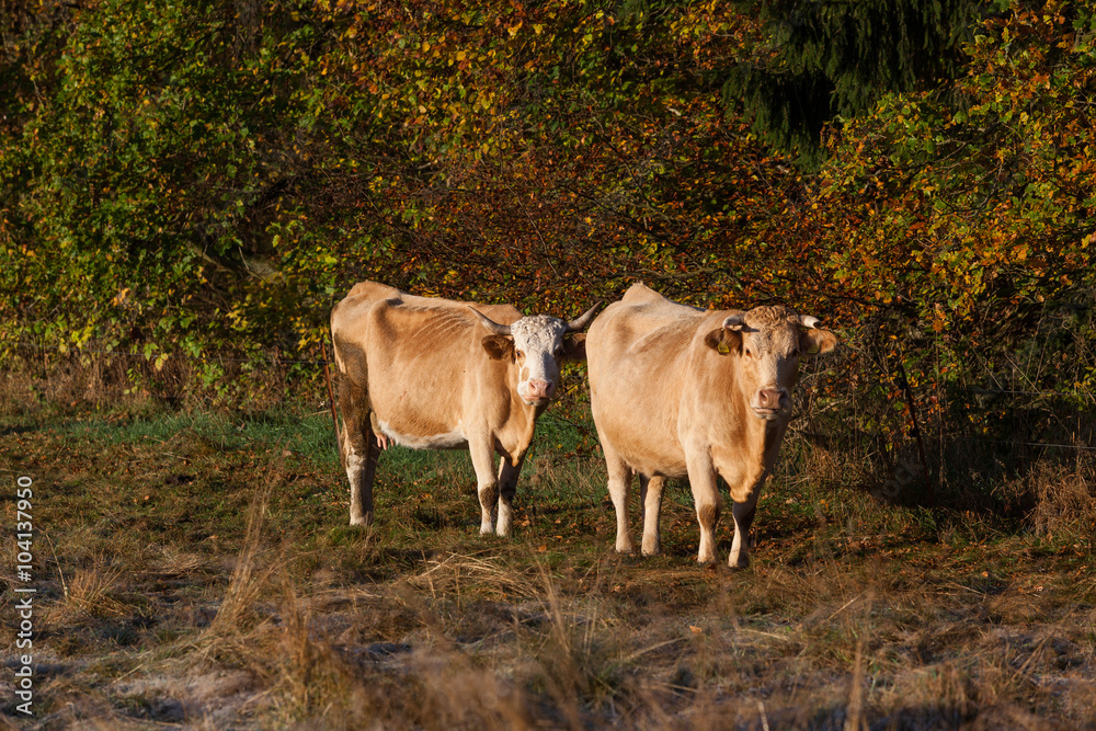 Landwirtschaft Tierhaltung Freiland Kuhherde Landwirtschaft Tierhaltung Freiland Kuhherde