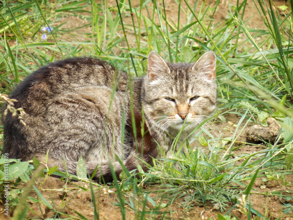 Cat in grass