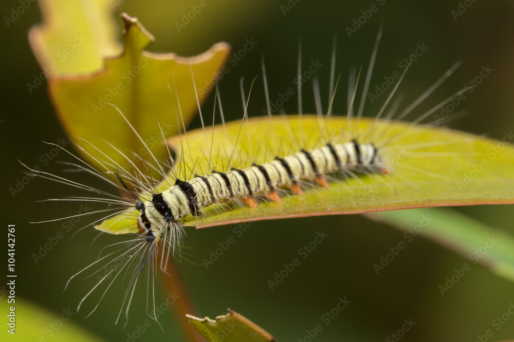 Fototapeta premium worm