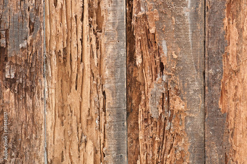 Wallpaper Mural Traces of termites eat old wood. Torontodigital.ca