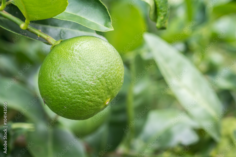 Fresh lime at the tree Fresh lime at the tree