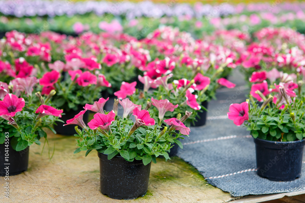 Cultivation of different flowers in greenhouse Cultivation of different flowers in greenhouse