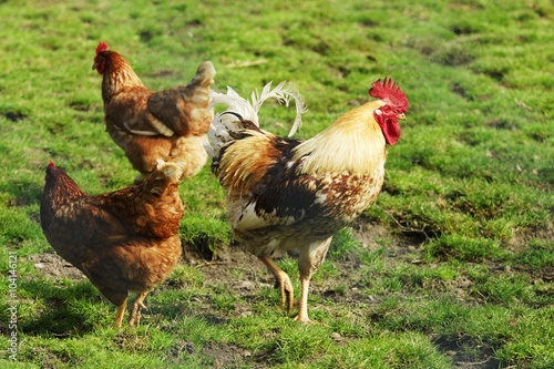 freilaufende, glückliche Hühner mit Hahn, Freilandhaltung, Copyspace