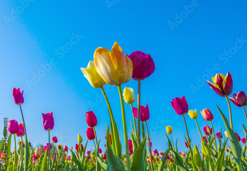 Fototapeta Naklejka Na Ścianę i Meble -  field with blooming colorful tulips